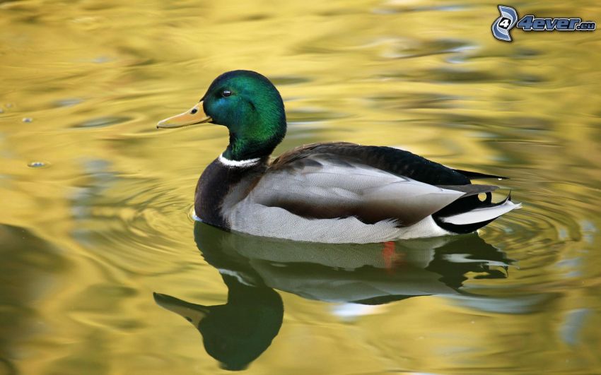 duck in the water, lake, water surface