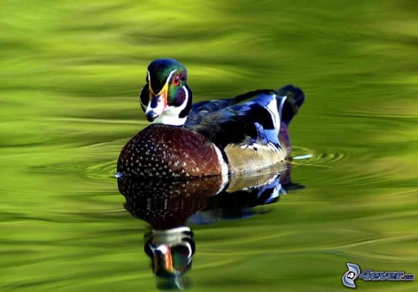 duck on the lake, Duck, water, reflection