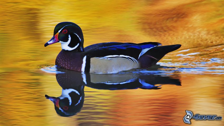 duck on the lake, Duck, water, reflection