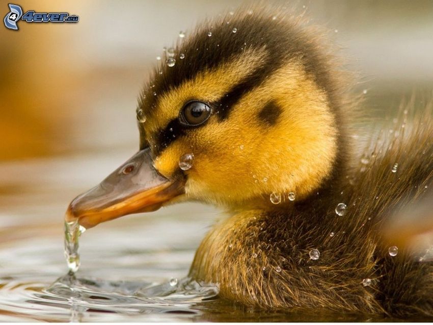 duckling, water, splash