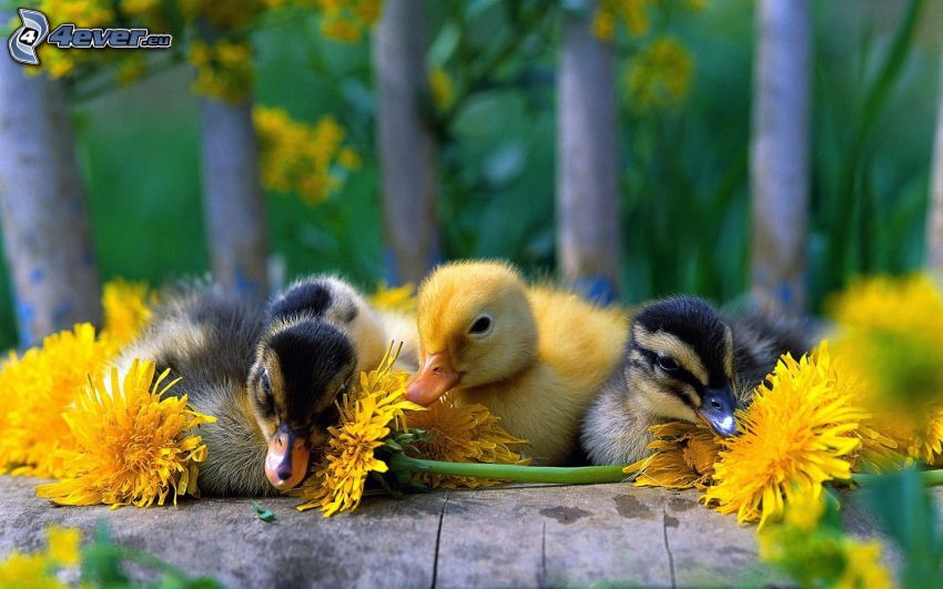 ducklings, dandelion