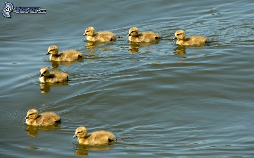 ducklings, water