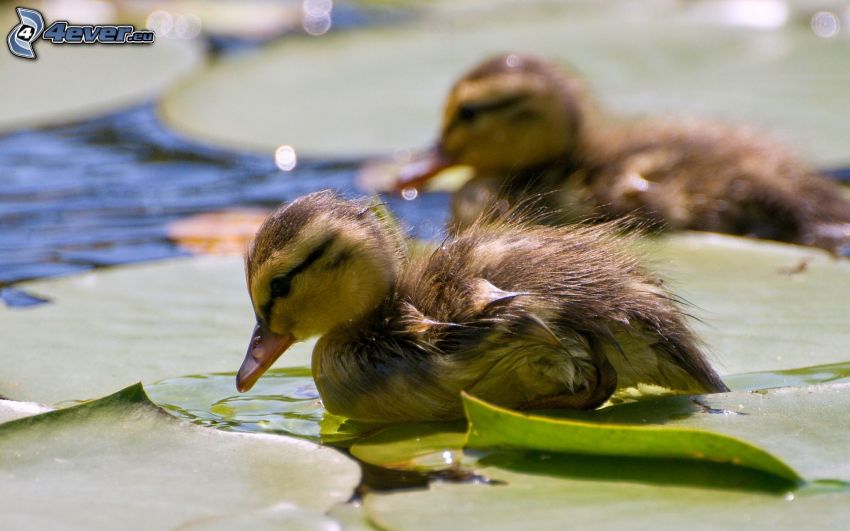 ducklings, water lilies