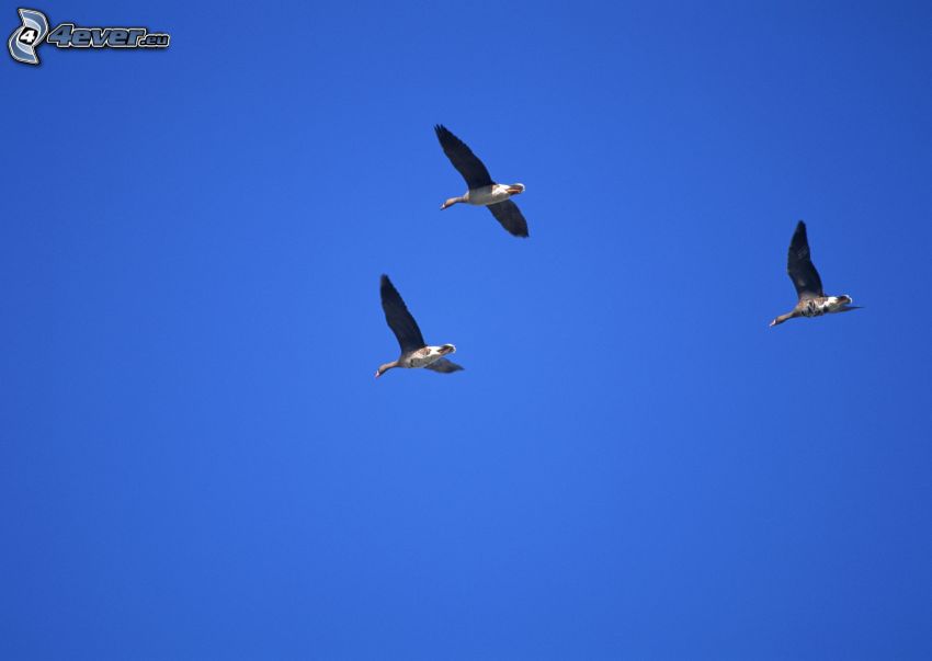 ducks, blue sky