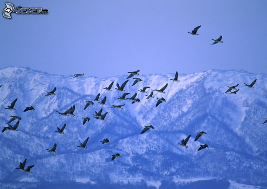 ducks, flight, snowy hills