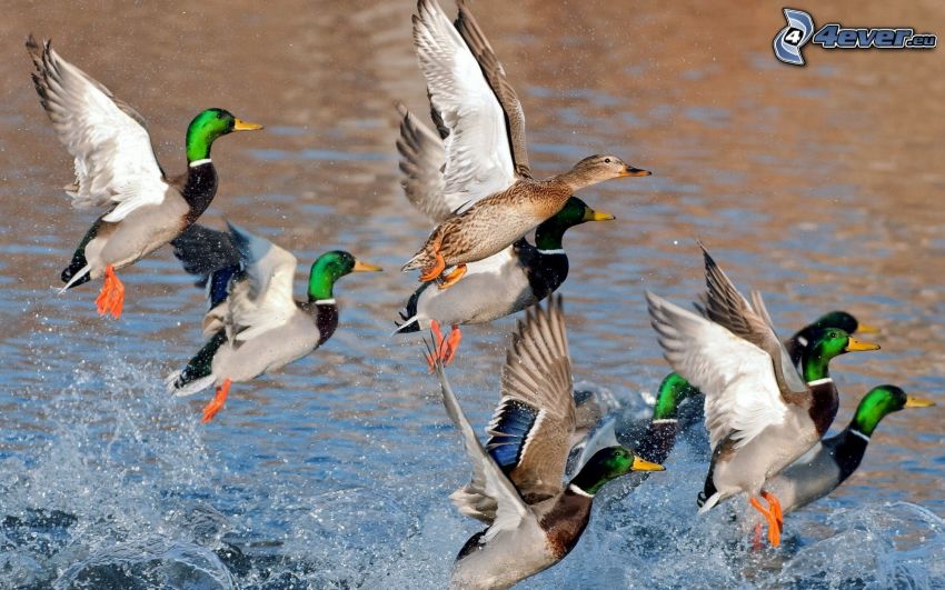 ducks, flight, water
