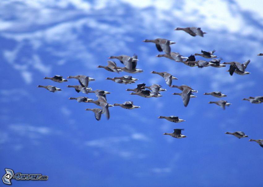 ducks, flight