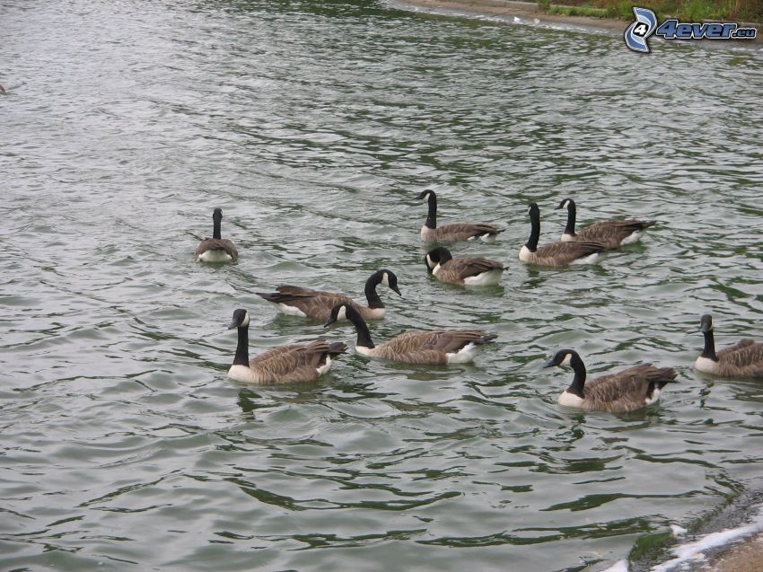 ducks, water, lake