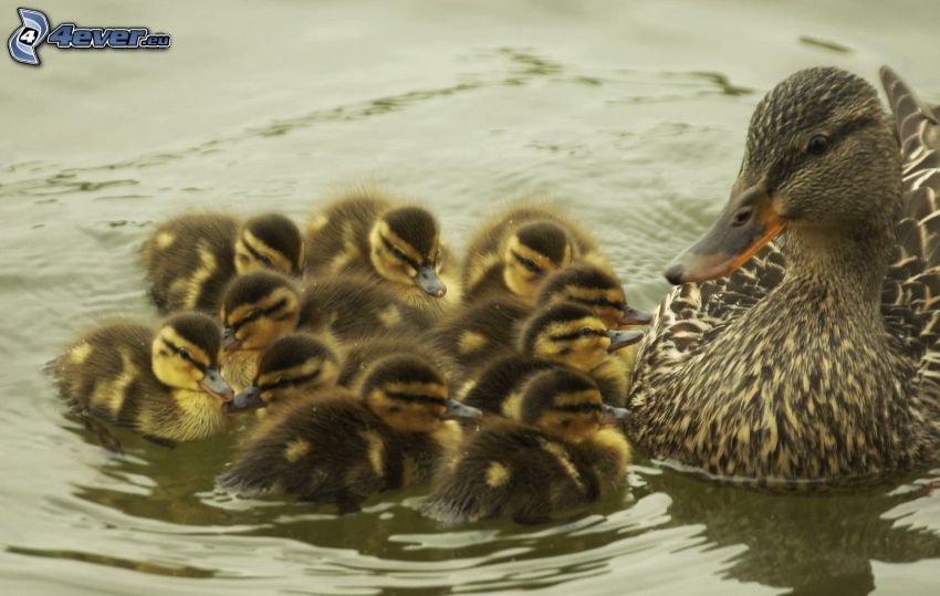 ducks on the lake, ducklings