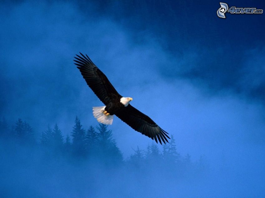 eagle, flight, fog, coniferous trees