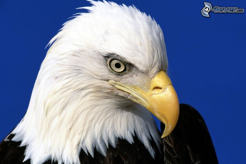 eagle, head