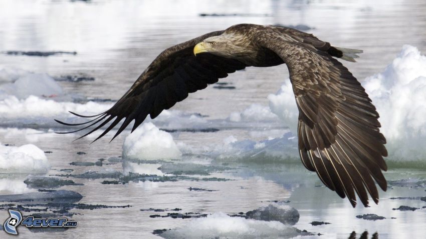 eagle, ice floe