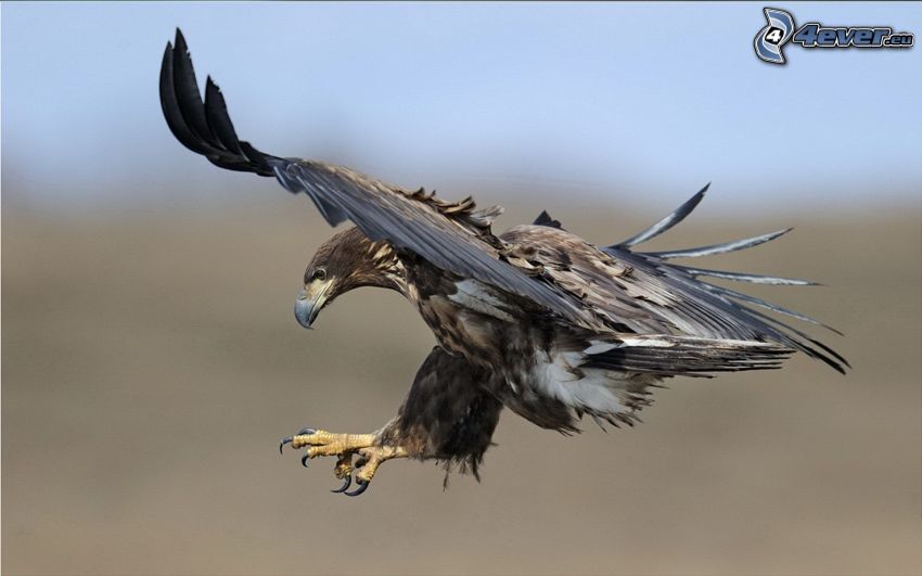eagle, landing