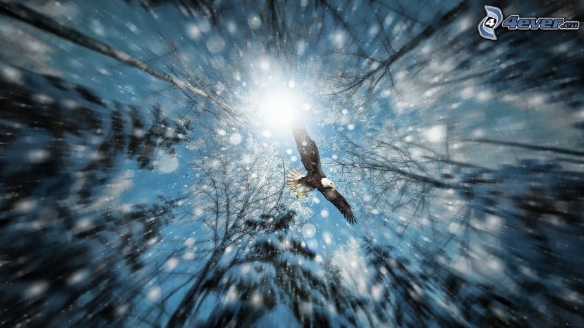 eagle, snow, sun, forest