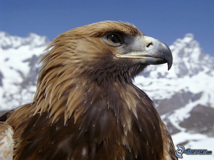 eagle, snowy mountains