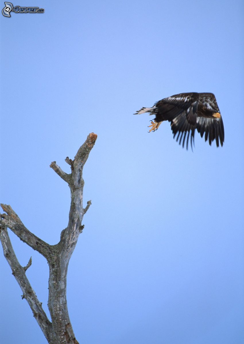 eagle, take-off, wood