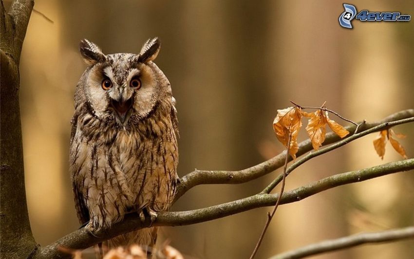 eagle-owl, branch