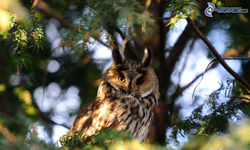eagle-owl, conifer
