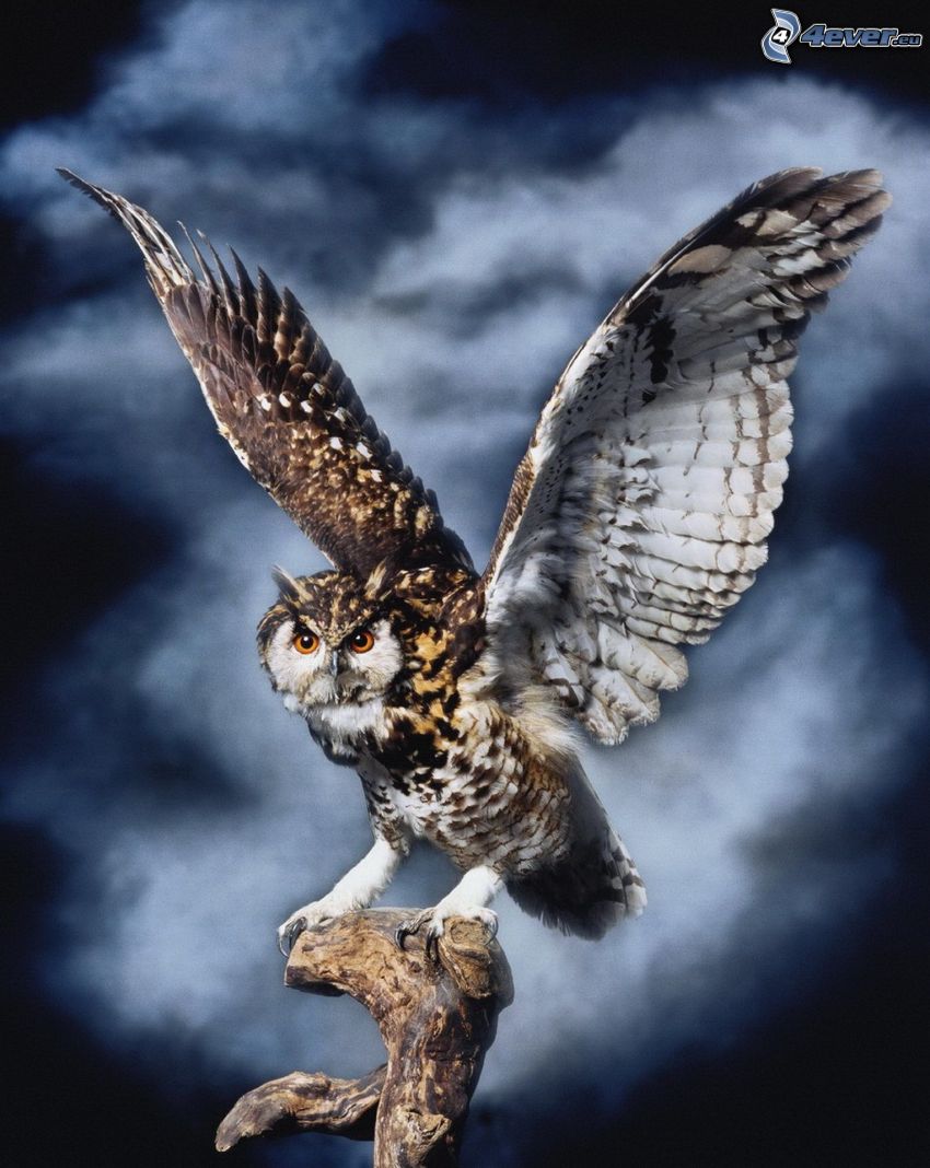 eagle-owl, wings, wood