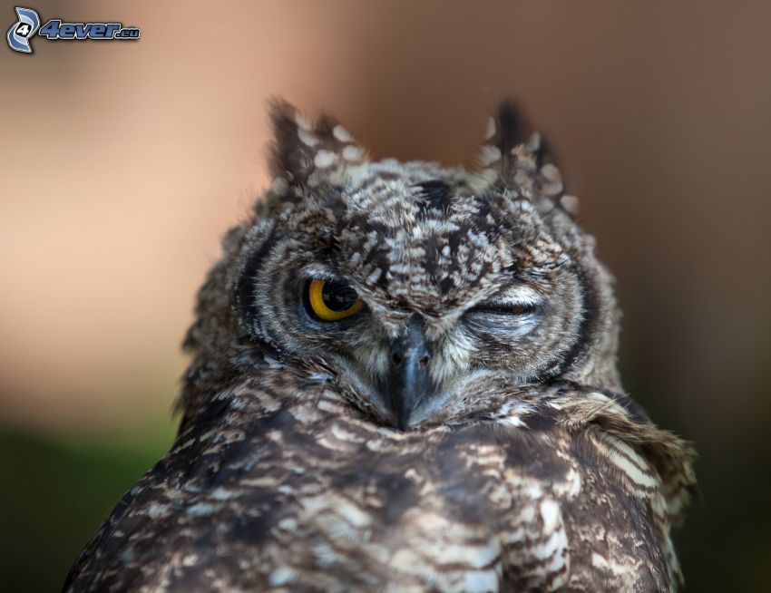 eagle-owl, wink