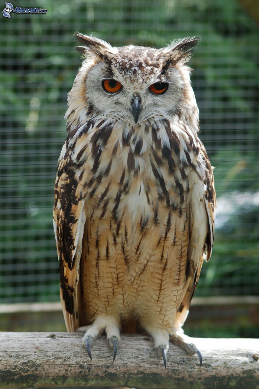 eagle-owl