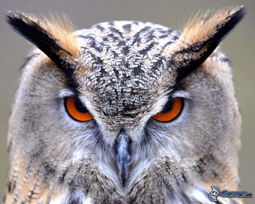 eagle-owl