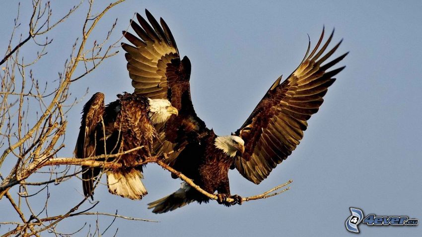 eagles, branches