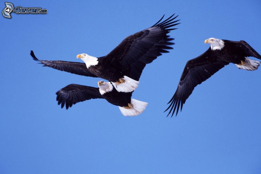 eagles, flight, blue sky