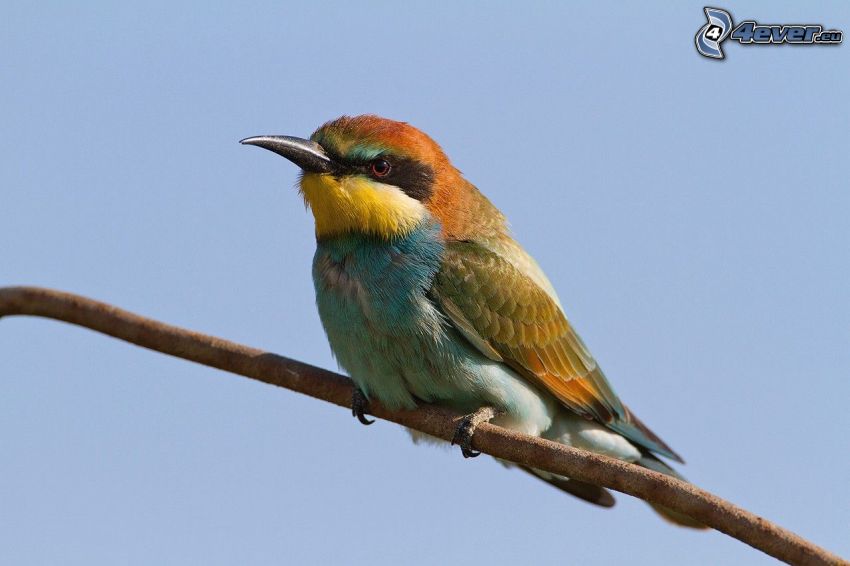 European Bee-eater, bird on a branch
