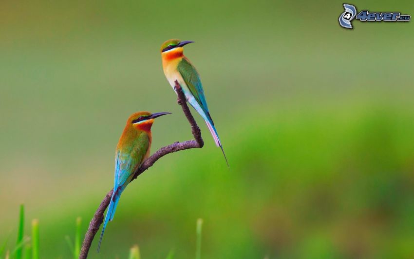 European Bee-eater, birds on a branch