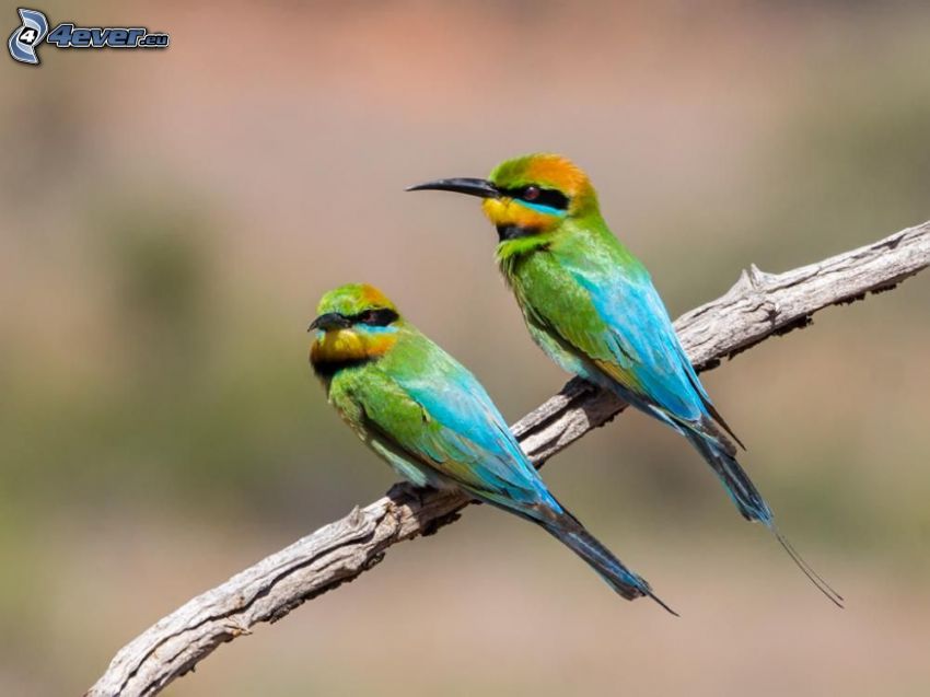European Bee-eater, colored birds on a branch