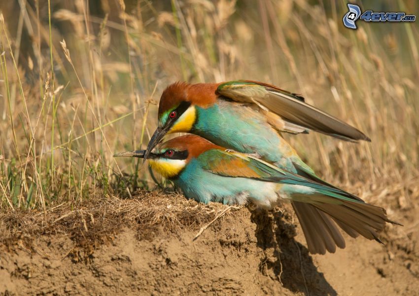 European Bee-eater, couple, blades of grass