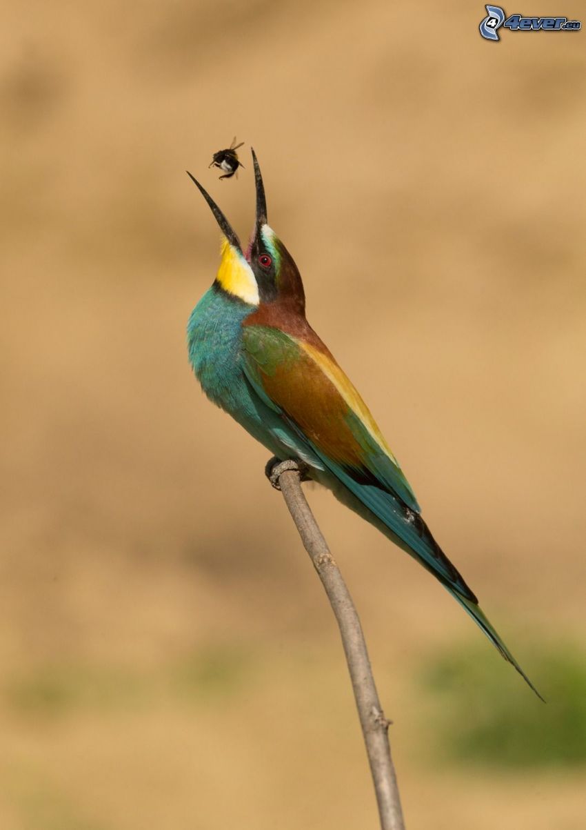 European Bee-eater, fly