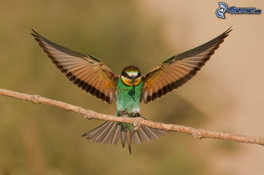 European Bee-eater, wings, twig