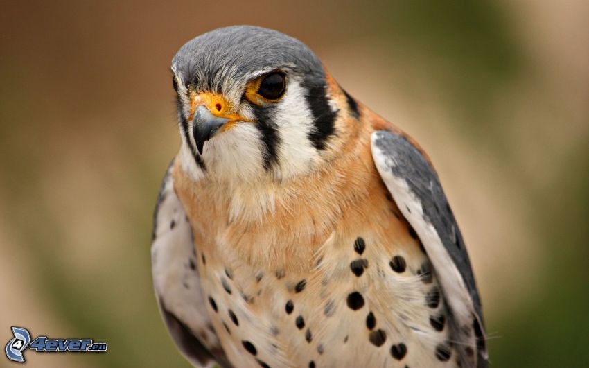 falcon, bird of prey