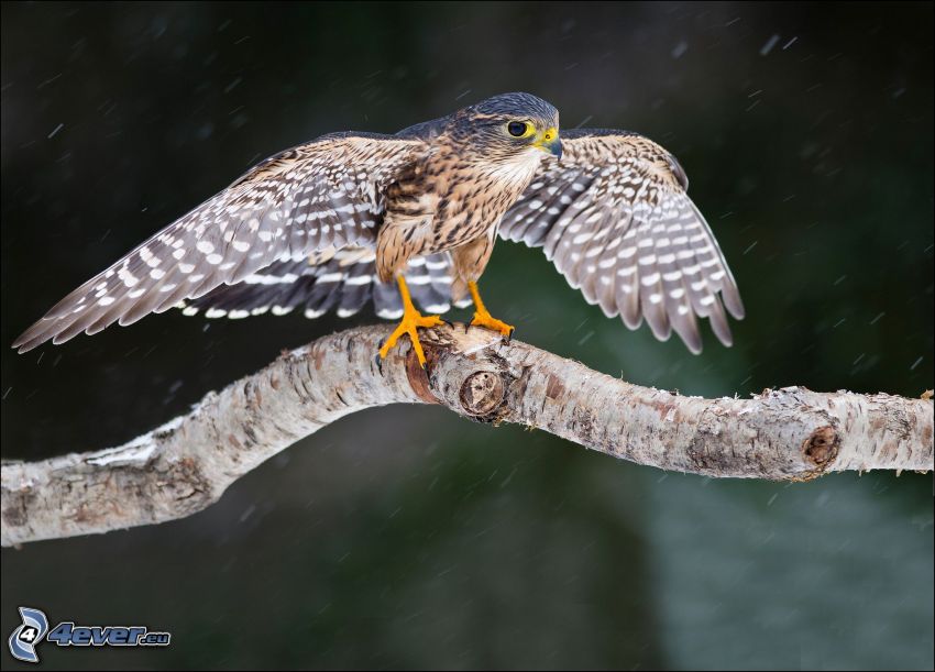 falcon, bird on a branch