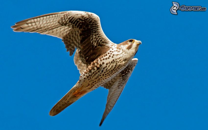 falcon, flight, blue sky
