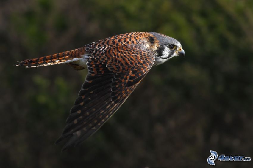 falcon, flight