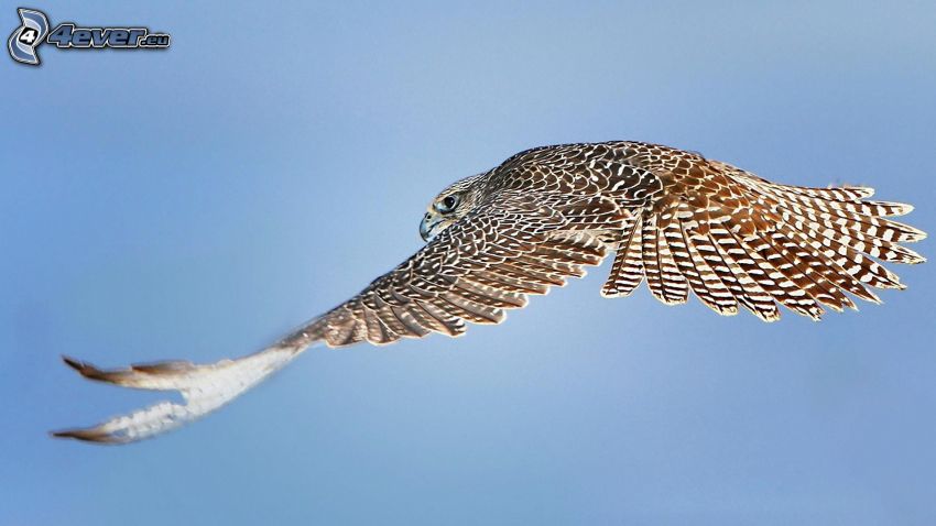 falcon, flight