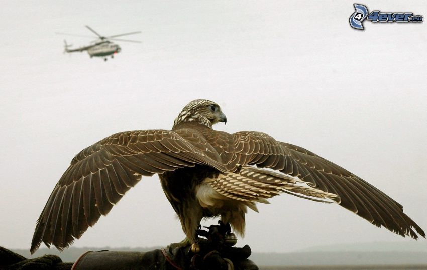 falcon, helicopter