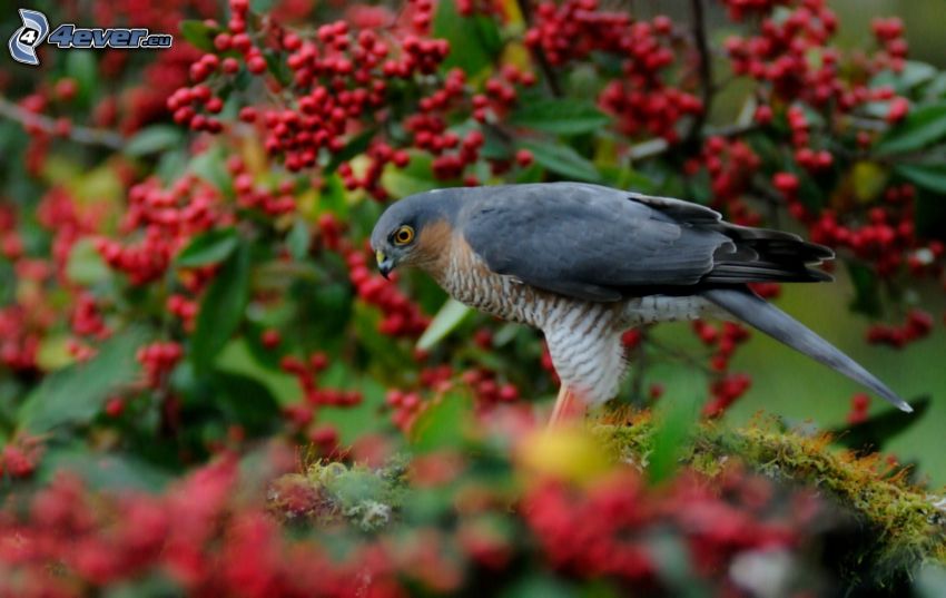 falcon, nest, berries