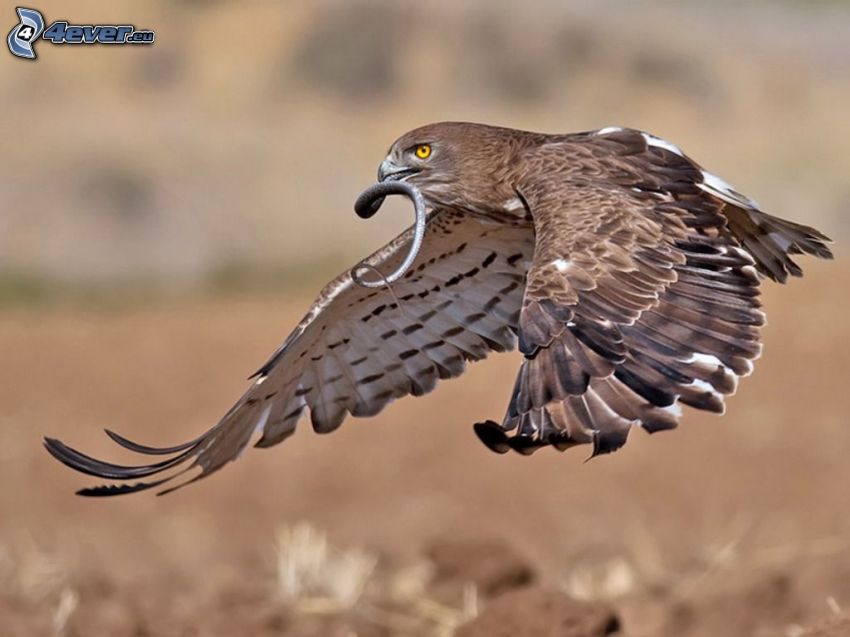 falcon, snake, prey, flight