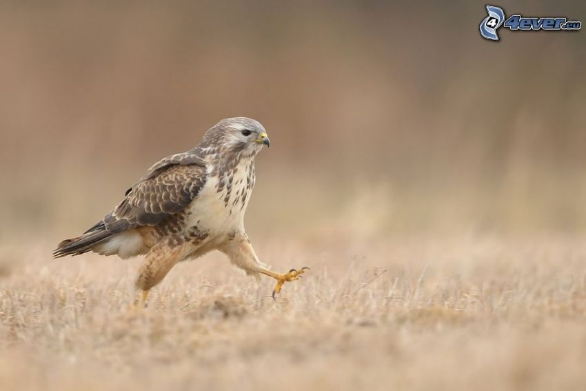 falcon, walking