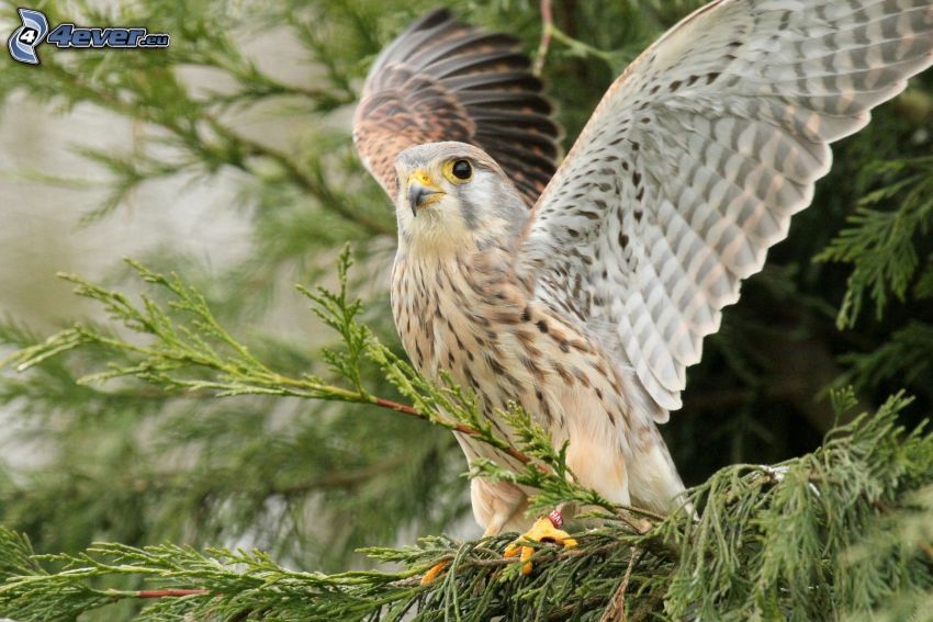 falcon, wings, twig