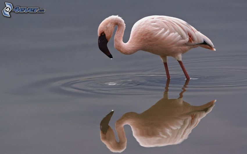 flamingo, water