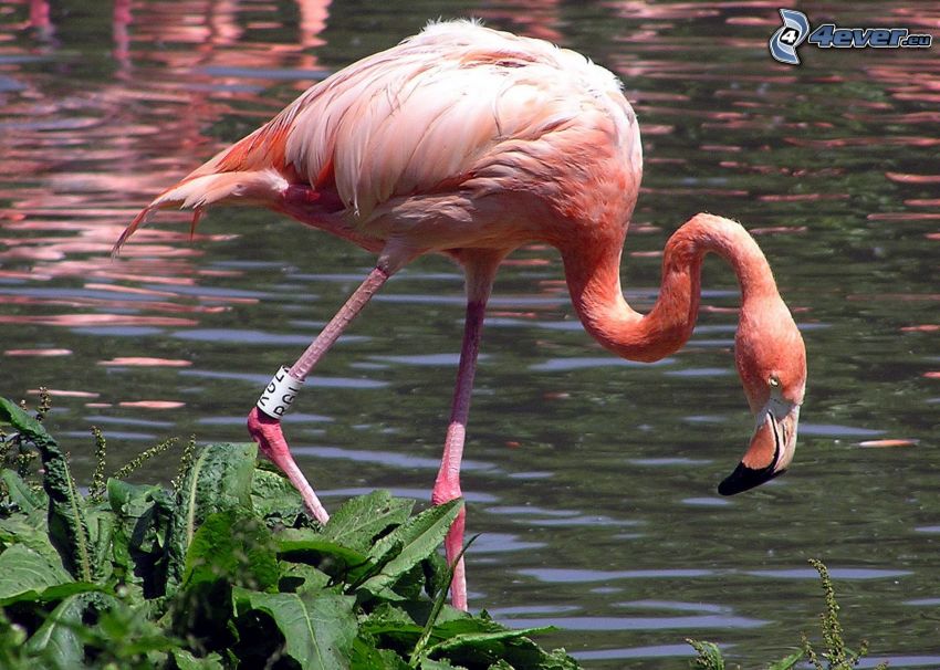 flamingo, water