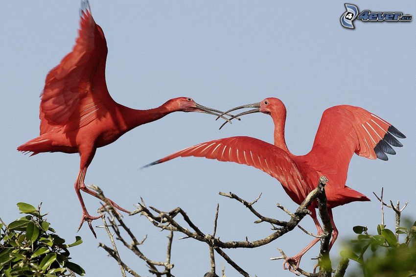flamingos, branches