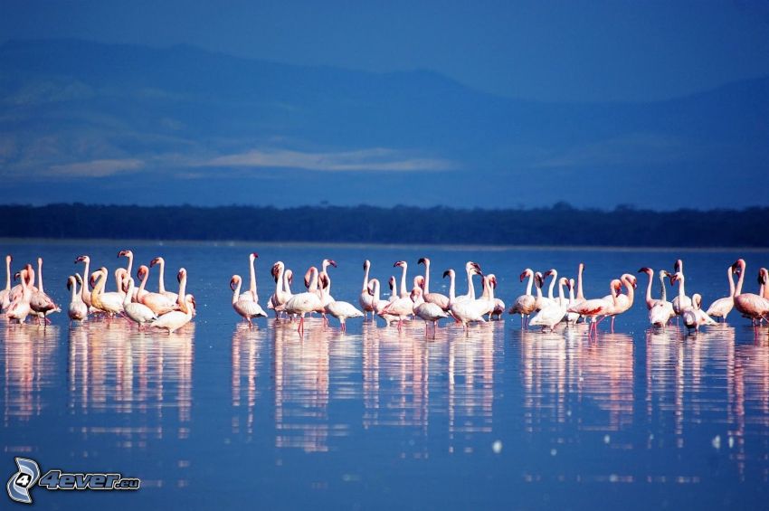 flamingos, Nakuru, lake