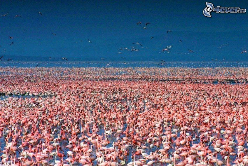 flamingos, Nakuru, lake