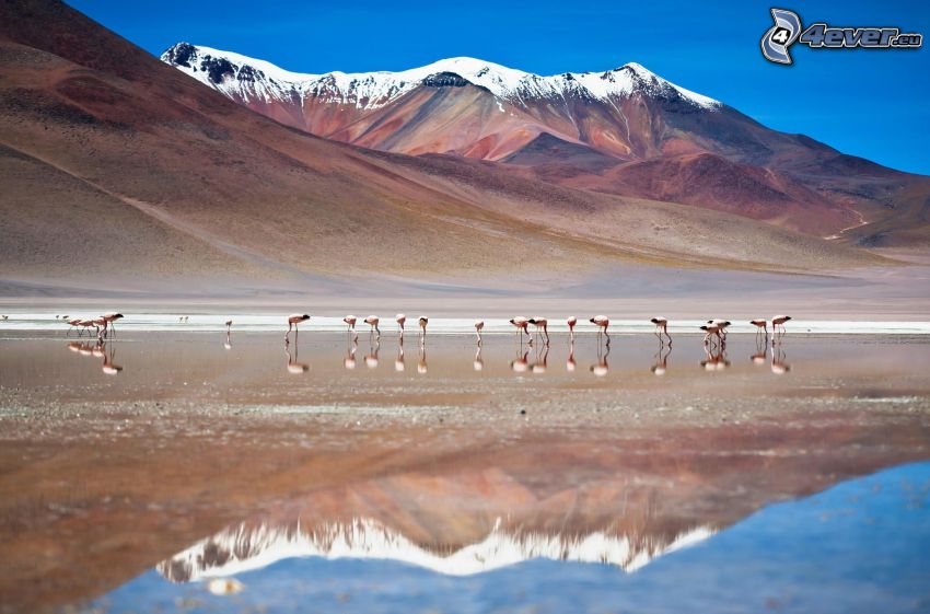 flamingos, snowy mountains, water, reflection